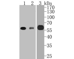 Invitrogen RUNX2 Recombinant Rabbit Monoclonal Antibody (SD208-0) 100 &mu;L;