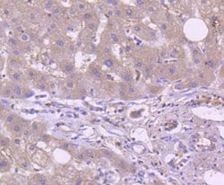 Invitrogen TRAF2 Recombinant Rabbit Monoclonal Antibody (SD205-06) 100