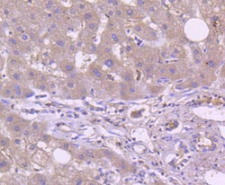 Invitrogen TRAF2 Recombinant Rabbit Monoclonal Antibody (SD205-06) 100