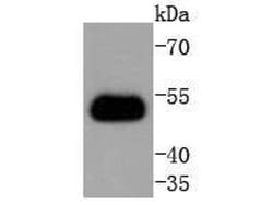 Invitrogen TRAF2 Recombinant Rabbit Monoclonal Antibody (SD205-06) 100