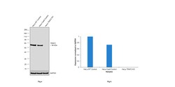 Invitrogen TRAF2 Recombinant Rabbit Monoclonal Antibody (SD205-06) 100