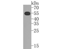 Invitrogen TRAF2 Recombinant Rabbit Monoclonal Antibody (SD205-06) 100