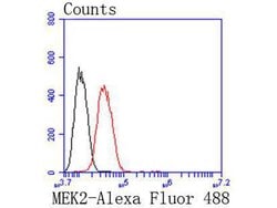 MEK2 Recombinant Rabbit Monoclonal Antibody (SD207-08):Antibodies, Recombinant