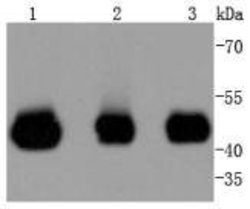 MEK2 Recombinant Rabbit Monoclonal Antibody (SD207-08):Antibodies, Recombinant