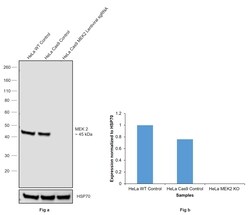 MEK2 Recombinant Rabbit Monoclonal Antibody (SD207-08):Antibodies, Recombinant