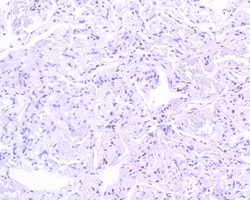 Invitrogen Phospho-STAT3 (Tyr705) Recombinant Rabbit Monoclonal Antibody
