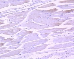 Invitrogen Phospho-STAT3 (Tyr705) Recombinant Rabbit Monoclonal Antibody