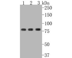Invitrogen Phospho-STAT3 (Tyr705) Recombinant Rabbit Monoclonal Antibody