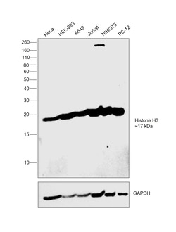 Invitrogen Histone H3 Recombinant Rabbit Monoclonal Antibody (JJ092-08) 100 &mu;L | Buy Online | Invitrogen&trade; | Fisher Scientific