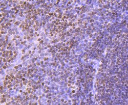 Invitrogen Histone H3 Recombinant Rabbit Monoclonal Antibody (JJ092-08) 100 &mu;L | Buy Online | Invitrogen&trade; | Fisher Scientific