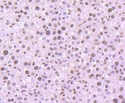 Invitrogen Histone H3 Recombinant Rabbit Monoclonal Antibody (JJ092-08) 100 &mu;L | Buy Online | Invitrogen&trade; | Fisher Scientific