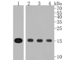 Invitrogen Histone H3 Recombinant Rabbit Monoclonal Antibody (JJ092-08) 100 &mu;L | Buy Online | Invitrogen&trade; | Fisher Scientific