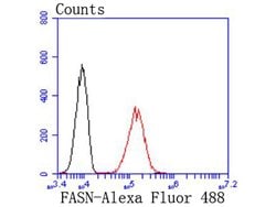 Invitrogen FASN Recombinant Rabbit Monoclonal Antibody (JJ0939) 100 &mu;L;