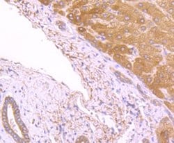 Invitrogen FASN Recombinant Rabbit Monoclonal Antibody (JJ0939) 100 &mu;L;