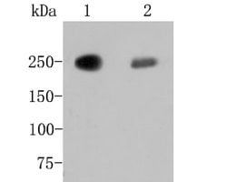 Invitrogen FASN Recombinant Rabbit Monoclonal Antibody (JJ0939) 100 &mu;L;