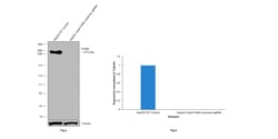 Invitrogen FASN Recombinant Rabbit Monoclonal Antibody (JJ0939) 100 &mu;L;
