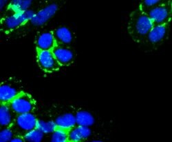 Invitrogen Laminin alpha-3 Recombinant Rabbit Monoclonal Antibody (JJ0957)