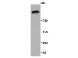 Invitrogen Laminin alpha-3 Recombinant Rabbit Monoclonal Antibody (JJ0957)