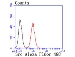 SRC Recombinant Rabbit Monoclonal Antibody (JF0947):Antibodies, Recombinant