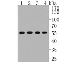 SRC Recombinant Rabbit Monoclonal Antibody (JF0947):Antibodies, Recombinant