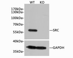 SRC Recombinant Rabbit Monoclonal Antibody (JF0947):Antibodies, Recombinant