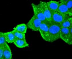 Invitrogen PRDX1 Recombinant Rabbit Monoclonal Antibody (JF0945) 100 &mu;L;