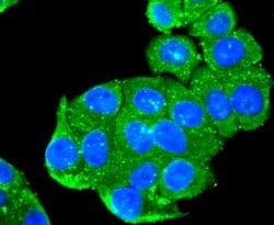 Invitrogen PRDX1 Recombinant Rabbit Monoclonal Antibody (JF0945) 100 &mu;L;