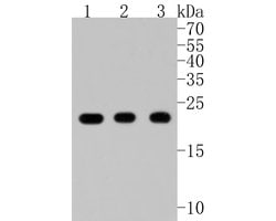 Invitrogen PRDX1 Recombinant Rabbit Monoclonal Antibody (JF0945) 100 &mu;L;