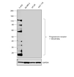 Invitrogen Progesterone Receptor Recombinant Rabbit Monoclonal Antibody