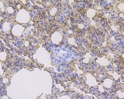 Invitrogen RAGE Recombinant Rabbit Monoclonal Antibody (JF0975) 100 &mu;L;