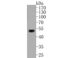 Invitrogen RAGE Recombinant Rabbit Monoclonal Antibody (JF0975) 100 &mu;L;