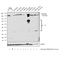 Invitrogen PDGFRA Recombinant Rabbit Monoclonal Antibody (JF104-6) 100