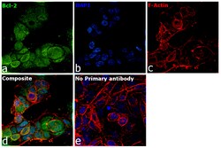 Invitrogen Bcl-2 Recombinant Rabbit Monoclonal Antibody (JF104-8) 100 &mu;L;