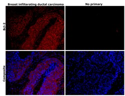 Invitrogen Bcl-2 Recombinant Rabbit Monoclonal Antibody (JF104-8) 100 &mu;L;