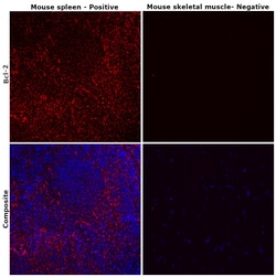 Invitrogen Bcl-2 Recombinant Rabbit Monoclonal Antibody (JF104-8) 100 &mu;L;