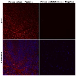Invitrogen Bcl-2 Recombinant Rabbit Monoclonal Antibody (JF104-8) 100 &mu;L;