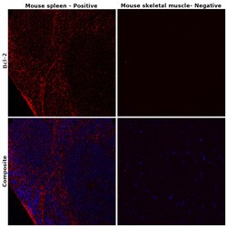 Invitrogen Bcl-2 Recombinant Rabbit Monoclonal Antibody (JF104-8) 100 &mu;L;