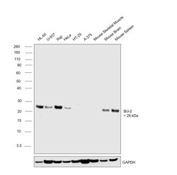 Invitrogen Bcl-2 Recombinant Rabbit Monoclonal Antibody (JF104-8) 100 &mu;L;