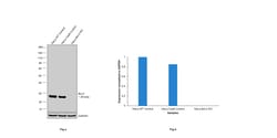 Invitrogen Bcl-2 Recombinant Rabbit Monoclonal Antibody (JF104-8) 100 &mu;L;