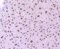 Invitrogen KLF4 Recombinant Rabbit Monoclonal Antibody (JF98-08) 100 &mu;L;