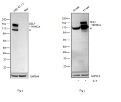 Invitrogen P-Selectin Recombinant Rabbit Monoclonal Antibody (JM10-95) 100 &mu;L | Buy Online | Invitrogen&trade; | Fisher Scientific