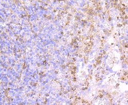 Invitrogen P-Selectin Recombinant Rabbit Monoclonal Antibody (JM10-95) 100 &mu;L | Buy Online | Invitrogen&trade; | Fisher Scientific