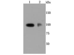 Invitrogen P-Selectin Recombinant Rabbit Monoclonal Antibody (JM10-95) 100 &mu;L | Buy Online | Invitrogen&trade; | Fisher Scientific