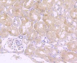 Invitrogen Ly-6A Recombinant Rabbit Monoclonal Antibody (JM53-11) 100 &mu;L;
