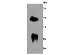 Invitrogen Ly-6A Recombinant Rabbit Monoclonal Antibody (JM53-11) 100 &mu;L;