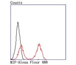 Invitrogen MIF Recombinant Rabbit Monoclonal Antibody (JM11-64) 100 &mu;L;