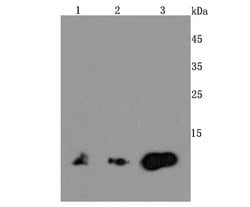 Invitrogen MIF Recombinant Rabbit Monoclonal Antibody (JM11-64) 100 &mu;L;