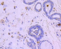 Invitrogen BNIP3 Recombinant Rabbit Monoclonal Antibody (JA71-10) 100 &mu;L | Buy Online | Invitrogen&trade; | Fisher Scientific