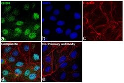 Invitrogen CHD4 Recombinant Rabbit Monoclonal Antibody (JA33-40) 100 &mu;L;