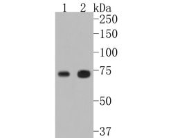 Invitrogen TAK1 Recombinant Rabbit Monoclonal Antibody (JM73-19) 100 &mu;L;